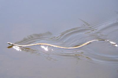 Natrix helvetica
