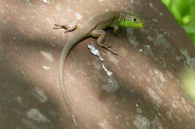 Lacerta bilineata
