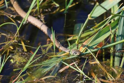 Natrix helvetica
