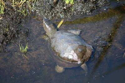 Emys orbicularis