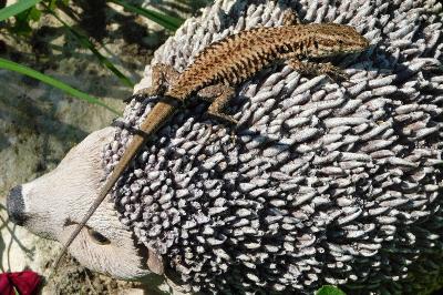 Podarcis muralis