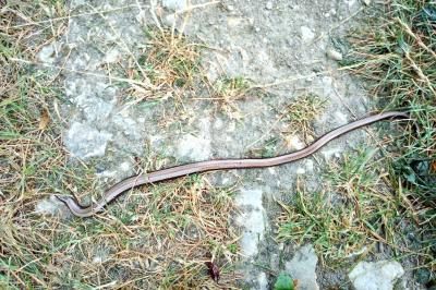 Anguis fragilis