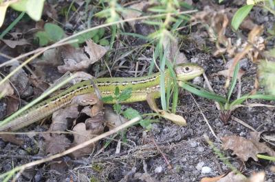 Lacerta bilineata