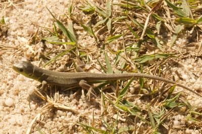 Lacerta bilineata