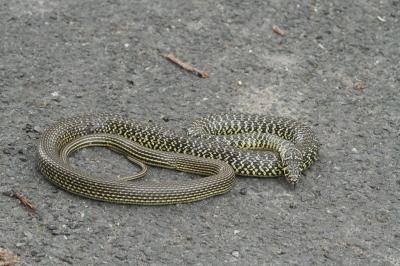 Hierophis viridiflavus