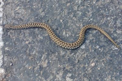 Vipera aspis
