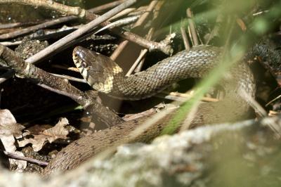 Natrix helvetica