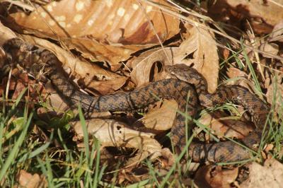 Vipera aspis