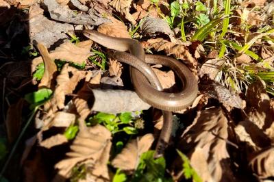Anguis fragilis