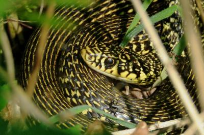 Reptiles