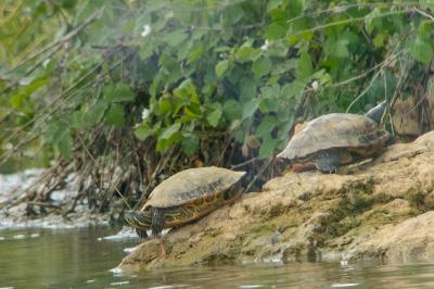 Trachemys scripta