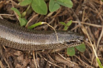 Anguis fragilis