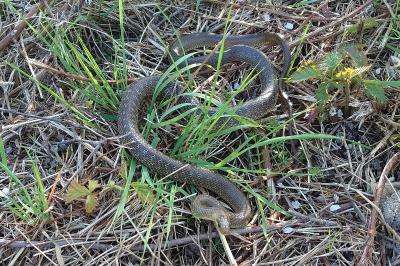 Zamenis longissimus