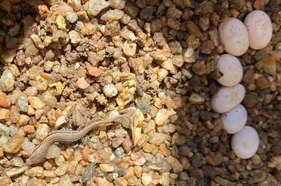 Podarcis muralis