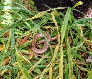 Anguis fragilis