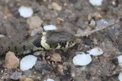 Natrix helvetica