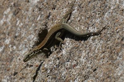 Podarcis muralis