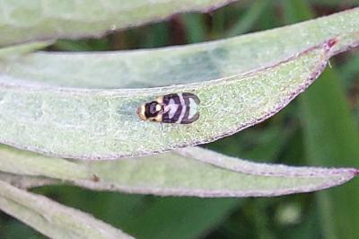 Urophora quadrifasciata