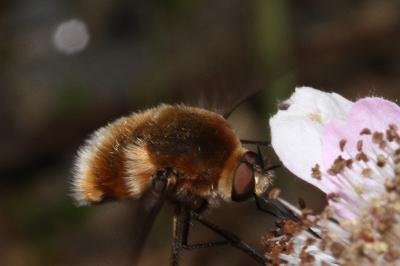 Bombylius cruciatus
