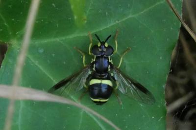 Chrysotoxum bicinctum