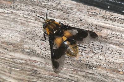 Chrysops caecutiens