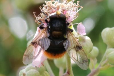 Volucella bombylans