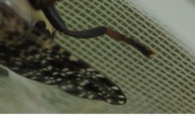 Platystoma lugubre