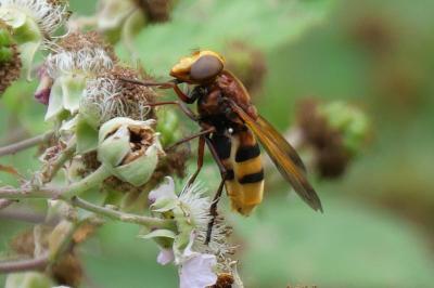 Volucella zonaria