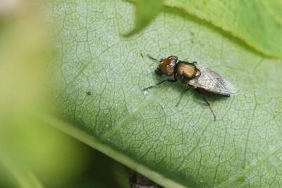 Physiphora alceae