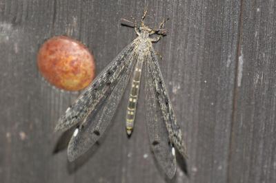 Distoleon tetragrammicus