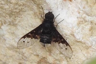 Anthrax aethiops