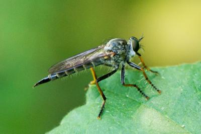 Neomochtherus geniculatus