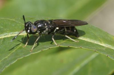 Hermetia illucens