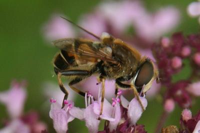 Eristalis pertinax