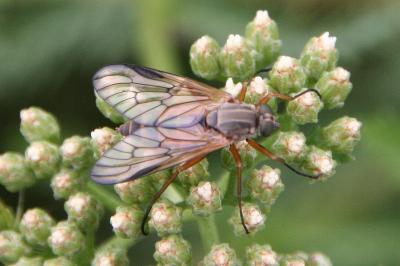 Rhagio vitripennis