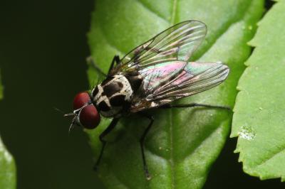 Anthomyia procellaris