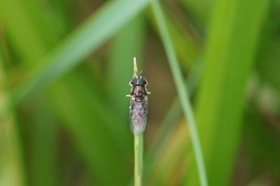 Paragus pecchiolii