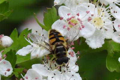 Myathropa florea