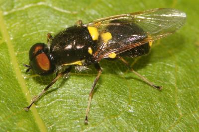 Oxycera leonina