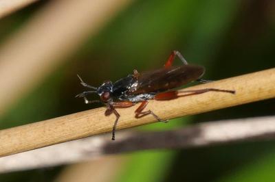 Sepedon sphegea