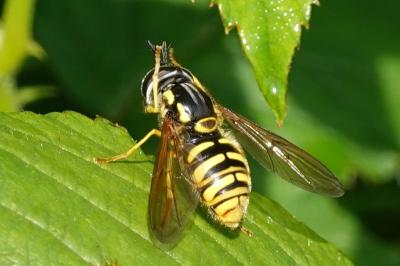 Chrysotoxum cautum