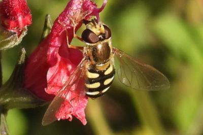 Eupeodes corollae