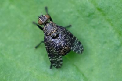 Platystoma seminationis