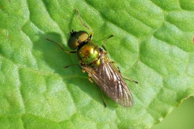 Chloromyia formosa