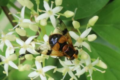 Volucella inflata
