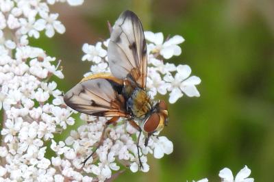 Ectophasia crassipennis