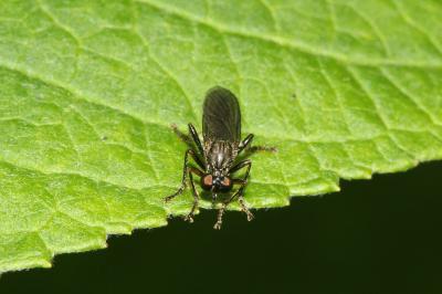 Dioctria hyalipennis