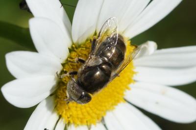Eristalinus aeneus