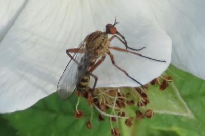Empis livida