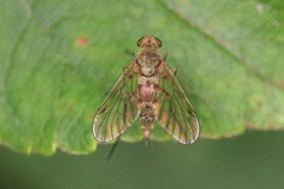 Chrysopilus asiliformis